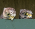 Kom kijken, website vogelwacht Marssum e.o. online!