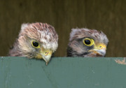 Kom kijken, website vogelwacht Marssum e.o. online!