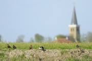Nog 2 plaatsen: Zondag 12 mei,  bezoek aan weidevogelboer Murk Nijdam in Wommels